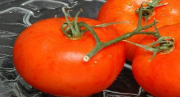 Popis odrůdy medových rajčat a její výnos